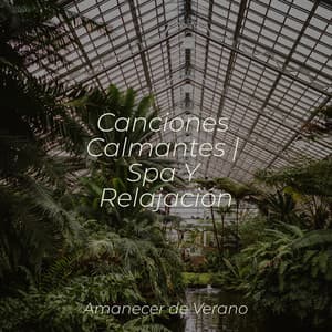 Canciones Calmantes | Spa Y Relajación - Meditation Relaxation Club