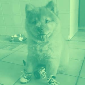 Backdrop for Stress Free Doggos - Piano Duo - Calming for Dogs