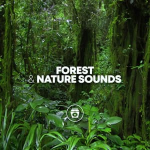 Forest & Nature Sounds - Sounds for Life