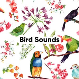 Bird Sounds: A Beautiful Morning in Rural England - Bird Sound Collectors