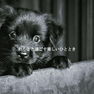 わんこと過ごす楽しいひととき - Brazilian Jazz Lounge