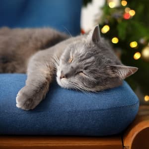 Melodías Suaves Para La Siesta De Tu Gato - Alivio tranquilo del estrés