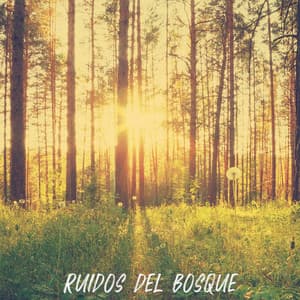! ! ! ! ! " Ruidos del Bosque " ! ! ! ! ! - Forest Sounds