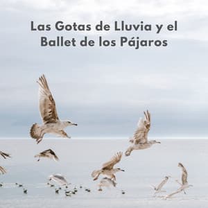 Las Gotas De Lluvia Y El Ballet De Los Pájaros - Colmena de Lluvia