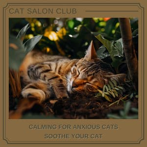 Calming for Anxious Cats: Soothe Your Cat - Cat Salon Club
