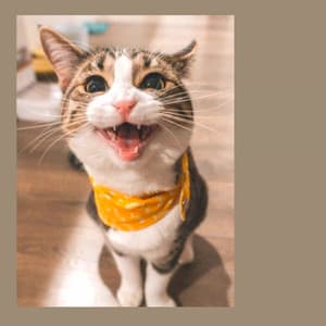 Bgm for Happy Cat - Cat Relax