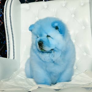 Background Music for Doggy Evening Energy - Puppy Music