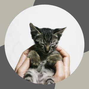 Acoustic Smooth Jazz Guitar - Ambiance for Peaceful Times with Cat - Calming Music for Cats