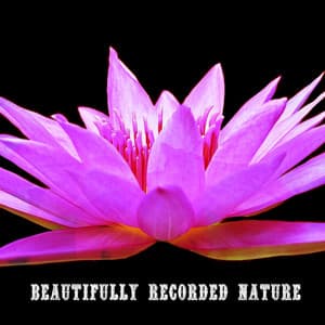 Beautifully Recorded Nature - Meditation Zen Master