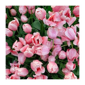 Quiet Yoga Session for Good Morning - Yoga Mandala