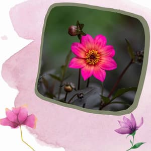 Peak Spa Therapy - Massage Spa Playlist