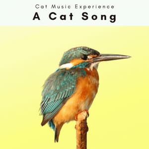 A Cat Song - Cat Music Experience