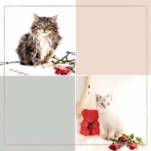 Music for Evening Cat Strolls - Cat Music Therapy