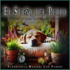 El Sueño del Perro: Momentos de Calma Para Perros Ansiosos - Experiencia Musical Con Perros
