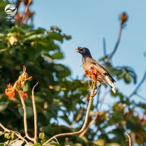 Harmonious Tweets - Mystic Nature