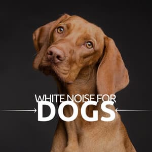 White Noise for Dogs - Isochronic Tones & Sounds - Dog Whisper