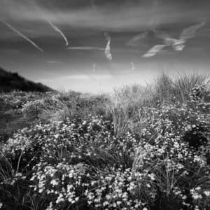 1 Earth: Lightly Spoken - Nature Sound Collection