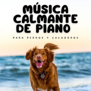 Música Calmante De Piano Para Perros Y Cachorros - Lista de reproducción Classy Bossa Piano Jazz