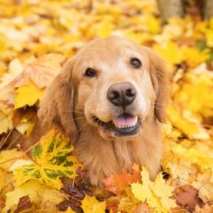 Raindrop Retrievers: Piano Melodies of Doggy Serenity - Rain Palace