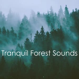 Tranquil Forest Sounds - Relaxing Rain Sounds