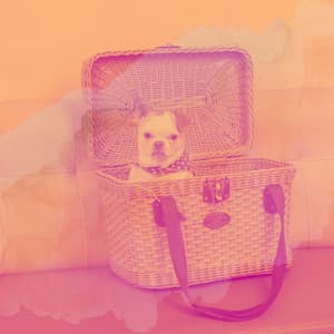 Music for Relaxing Your Dog - Bossa Nova Vibraphone - Relaxing Dog Music Radio