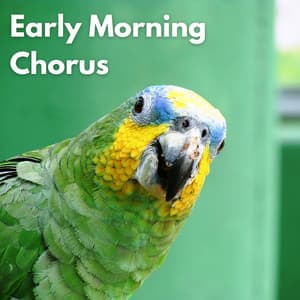 Early Morning Chorus - Bird Sound Collectors