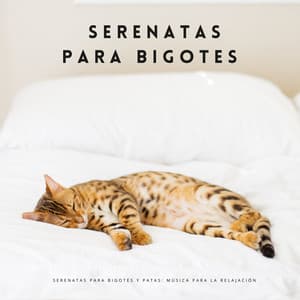 Serenatas Para Bigotes Y Patas: Música Para La Relajación - Música para Desayuno Música De Fondo