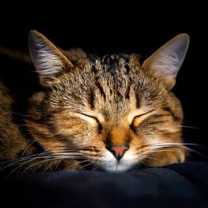 Harmonic Vibes for Cats' Evening Rest - Cat Whisper