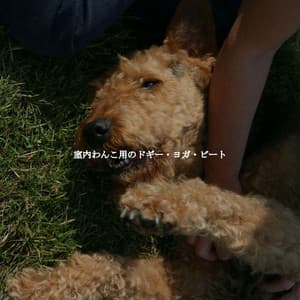 室内わんこ用のドギー・ヨガ・ビート - Good Morning Jazz Cafe