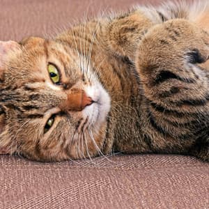 Relaxing Sounds for Cats' Peaceful Moments - Crystal Sound Bath