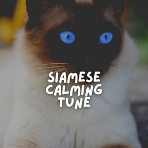 Siamese Calming Tune - Music for Cats Peace