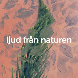 Ljud från naturen - Regnljud