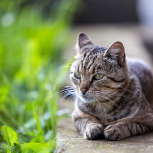 Relaxing Rhythms for Cats: Gentle Music for Comfort - Calming Guitar