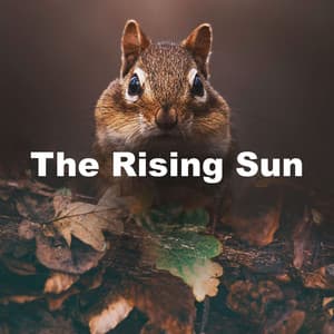 The Rising Sun - Bird Sound Collectors