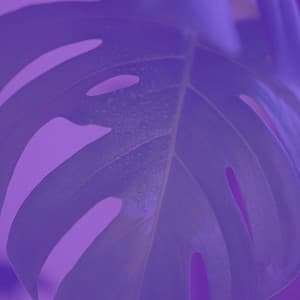 Echoes of REM Sleep - Study Music
