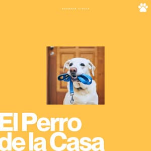 El Perro de la Casa - Perros que se Quedan en Casa