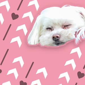 Spaw Day - Soothing Dog Sounds