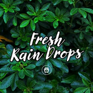 Fresh Rain Drops - Rain and Chill