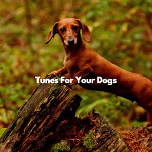 Tunes For Your Dogs - Jazz for Tea and Coffee