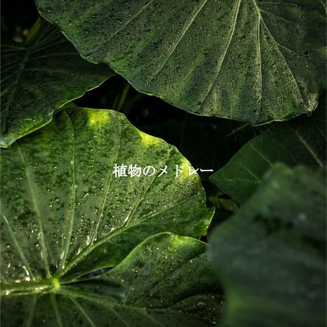 植物のメドレー - Dreamtime Music