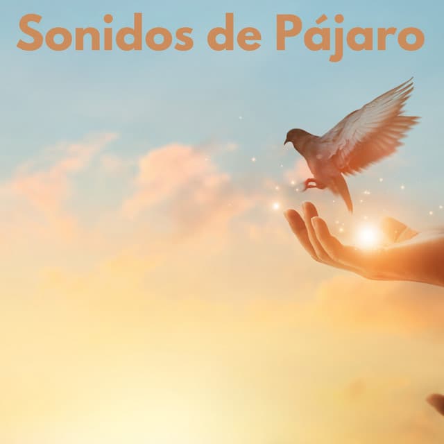 Sonidos de Pájaro - Sonido Del Bosque y Naturaleza