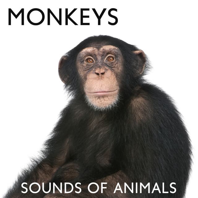Monkeys: Sounds of Animals - Ambient Jungle Sounds