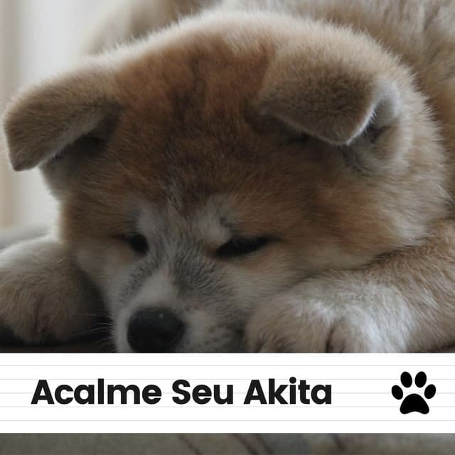 Acalme Seu Akita - Música de Cachorro Calmante