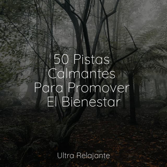 50 Pistas Calmantes Para Promover El Bienestar - Sonido de lluvia