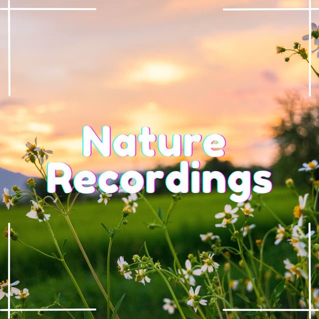 Euphoric Evergreens - Natural Sample Makers