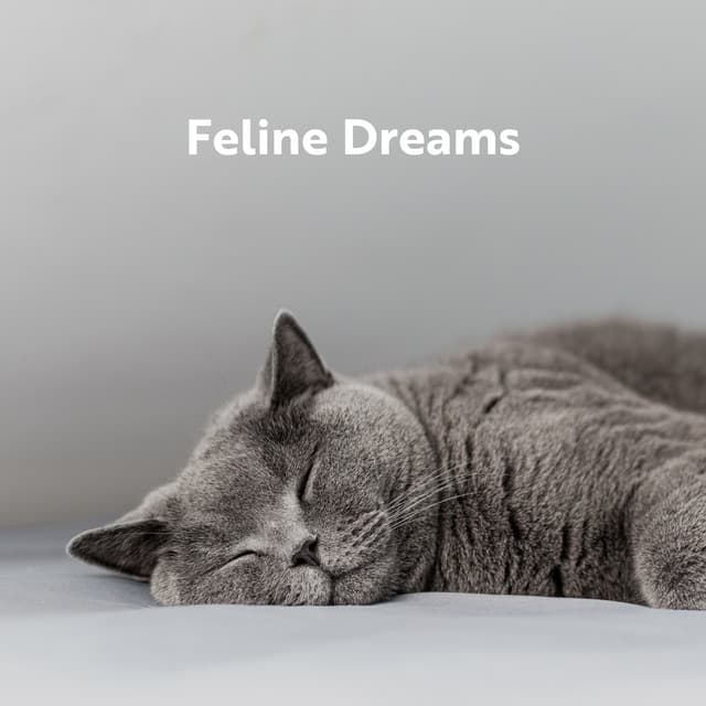 Feline Dreams - David Kernes