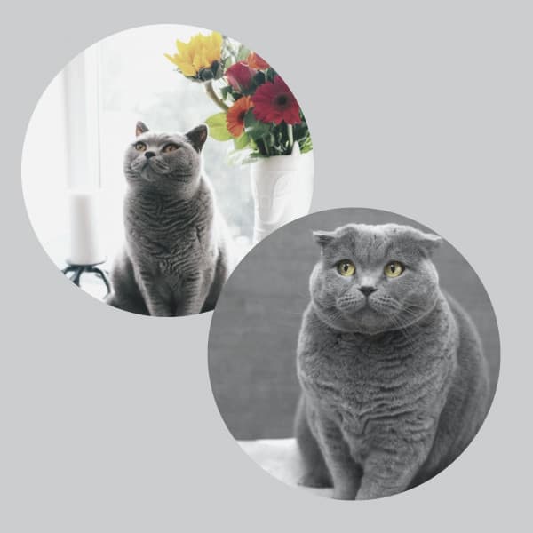 Background Music for A Quiet Cat - Music for Resting Cats