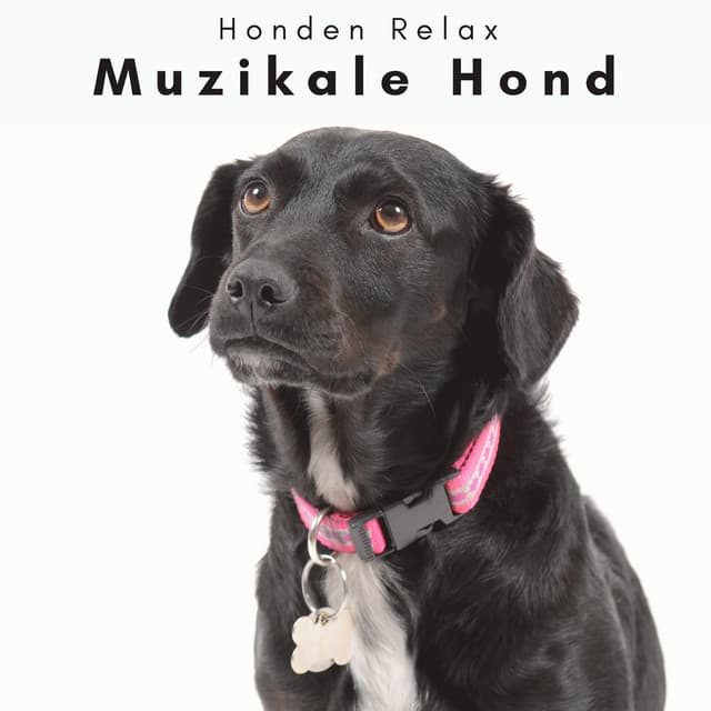 4 Poten: Muzikale Hond - Honden Relax