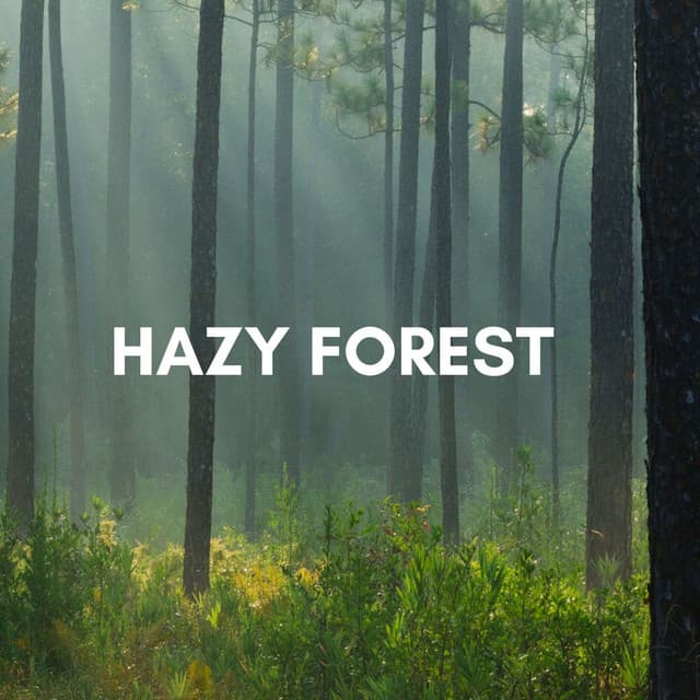 Hazy Forest - Koh Lantana