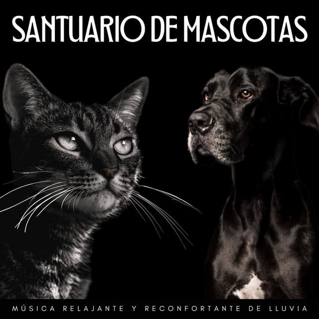 Santuario De Mascotas: Música Relajante Y Reconfortante De Lluvia - La Fábrica de Lluvia